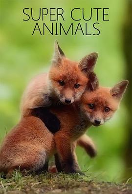 超萌动物 Super Cute Animals 高清迅雷网盘下载