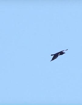 乌鸦：天空的流氓 Ravens - Rascals of the Skies 高清迅雷网盘下载